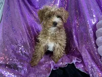  Yorkipoo -CHINTANA, a female Yorkshire Terrier and Poodle - Toy  for sale in Chiefland, FL – Photo 1 of 6