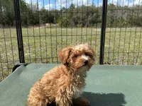  Yorkipoo -CHINTANA, a female Yorkshire Terrier and Poodle - Toy  for sale in Chiefland, FL – Photo 3 of 6