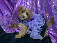 Chipoo Chintana, a female Yorkshire Terrier and Poodle - Toy  for sale in Chiefland, FL – Photo 2 of 5