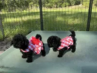 Tim, a male Poodle - Toy  for sale in Chiefland, FL – 7 of 7