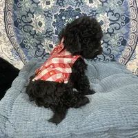 Tim, a male Poodle - Toy  for sale in Chiefland, FL – 4 of 7