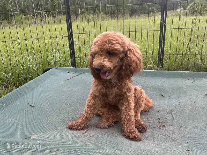 Ragu – Poodle - Miniature  puppy for sale in Chiefland, FL