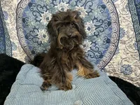 Snikers Yorkiepoo, a male Yorkshire Terrier and Poodle - Toy  for sale in Chiefland, FL – 4 of 4