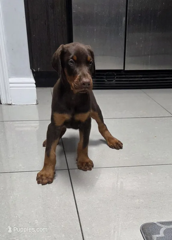 European Doberman puppy red/rust – Doberman Pinscher puppy for sale in Miami, FL