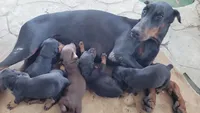 European Doberman puppy red/rust, a male Doberman Pinscher for sale in Miami, FL – 5 of 6