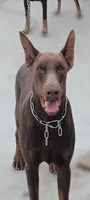 European Doberman puppy red/rust, a male Doberman Pinscher for sale in Miami, FL – 4 of 6