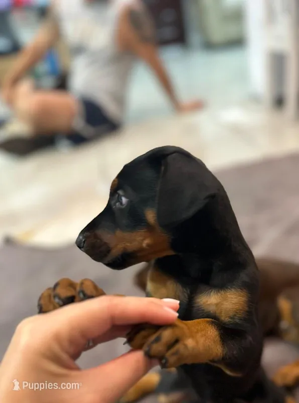 Doberman puppy B – Doberman Pinscher puppy for sale in Miami, FL