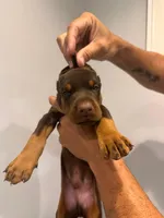 Doberman, a male Doberman Pinscher for sale in Miami, FL – 2 of 3