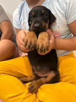 Doberman puppy B, a male Doberman Pinscher for sale in Miami, FL – 2 of 3