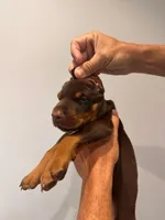 Doberman, a male Doberman Pinscher for sale in Miami, FL – 3 of 3