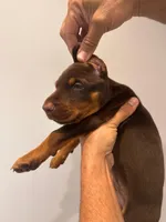 Doberman, a male Doberman Pinscher for sale in Miami, FL – 1 of 3