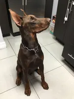 European Doberman puppy red/rust, a male Doberman Pinscher for sale in Miami, FL – 6 of 6