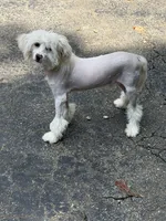 Rascal, a male Chinese Crested for sale in Birmingham, AL – 2 of 6