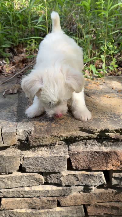 Rascal, a male Chinese Crested for sale in Birmingham, AL – 3 of 3