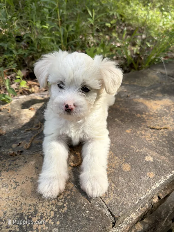Rascal – Chinese Crested puppy for sale in Birmingham, AL