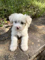 Rascal, a male Chinese Crested for sale in Birmingham, AL – 1 of 3
