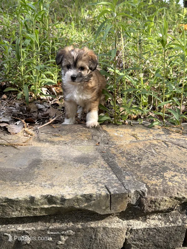Romeo – Chinese Crested puppy for sale in Birmingham, AL