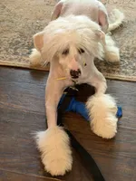 Rascal, a male Chinese Crested for sale in Birmingham, AL – 4 of 6