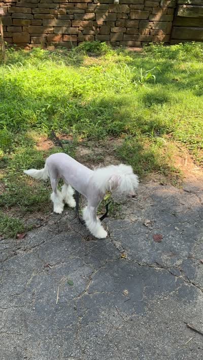 Rascal, a male Chinese Crested for sale in Birmingham, AL – 6 of 6