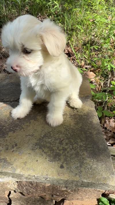 Rascal, a male Chinese Crested for sale in Birmingham, AL – 2 of 3