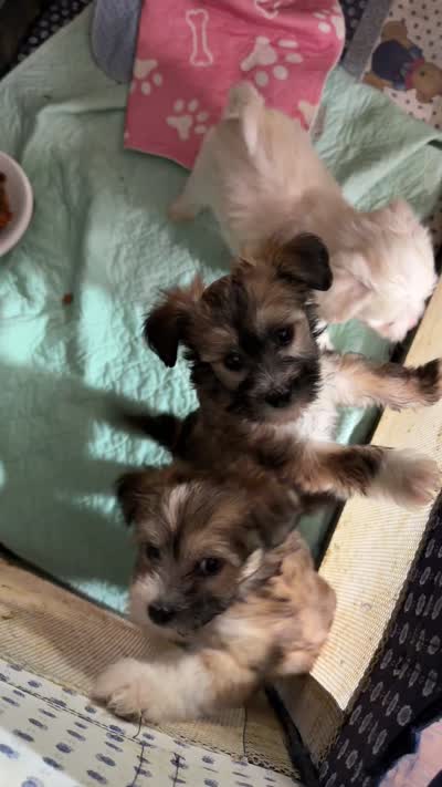 Romeo, a male Chinese Crested for sale in Birmingham, AL – 3 of 4