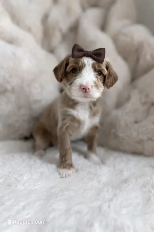 Flora, a female Miniature Goldendoodle for sale in Gilbert, AZ – Photo 1 of 1