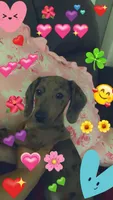 Baby Blue, a female Miniature Dachshund for sale in Irving, TX – 5 of 7
