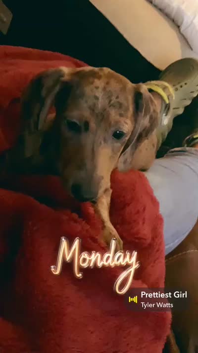 Baby Blue, a female Miniature Dachshund for sale in Irving, TX – 7 of 7