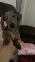 Baby Blue, a female Miniature Dachshund for sale in Irving, TX – 2 of 7