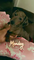 Baby Blue, a female Miniature Dachshund for sale in Irving, TX – 1 of 7