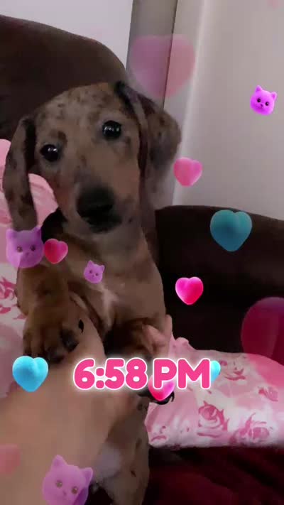 Baby Blue, a female Miniature Dachshund for sale in Irving, TX – 6 of 7