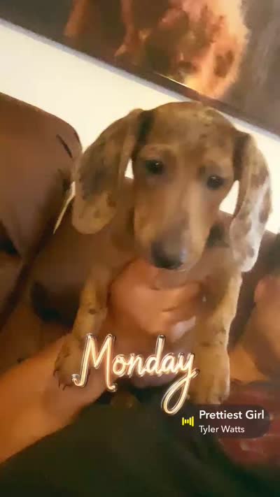 Baby Blue, a female Miniature Dachshund for sale in Irving, TX – 4 of 7