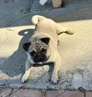 Rambo, a male Pug for sale in Vallejo, CA – 6 of 7