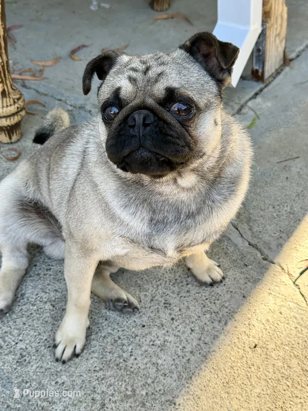 Rambo – Pug puppy for sale in Vallejo, CA