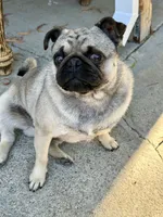 Rambo, a male Pug for sale in Vallejo, CA – 1 of 7
