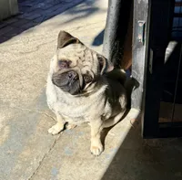 Rambo, a male Pug for sale in Vallejo, CA – 4 of 7