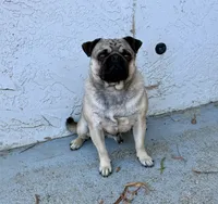 Rambo, a male Pug for sale in Vallejo, CA – 5 of 7