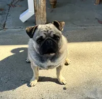 Rambo, a male Pug for sale in Vallejo, CA – 2 of 7