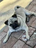 Rambo, a male Pug for sale in Vallejo, CA – 3 of 7