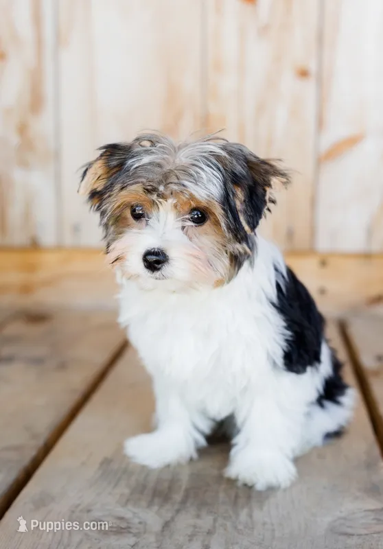 Braxton – Biewer puppy for sale in Fernwood, ID