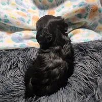 Pax, a male Havanese for sale in Fernwood, ID – Photo 4 of 4