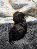 Pax, a male Havanese for sale in Fernwood, ID – Photo 4 of 4