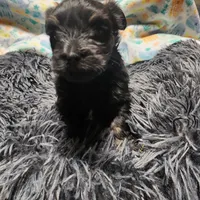 Pax, a male Havanese for sale in Fernwood, ID – Photo 3 of 4