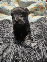 Pax, a male Havanese for sale in Fernwood, ID – Photo 3 of 4