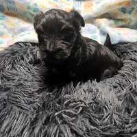 Pax, a male Havanese for sale in Fernwood, ID – Photo 1 of 4