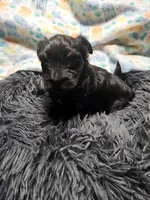 Pax, a male Havanese for sale in Fernwood, ID – Photo 1 of 4