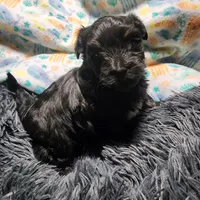 Pax, a male Havanese for sale in Fernwood, ID – Photo 2 of 4