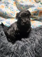 Pax, a male Havanese for sale in Fernwood, ID – Photo 2 of 4