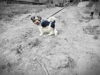 AKC Arjay, a male Biewer for sale in Fernwood, ID – 1 of 5