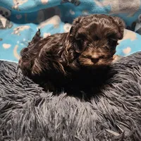 Percy, a male Havanese for sale in Fernwood, ID – Photo 1 of 3